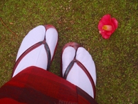 Feet in socks and sandals, the bottom of a kimono, and a Camellia flower