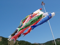 Koi-nobori carp streamers, being flown to celebrate boys’ day