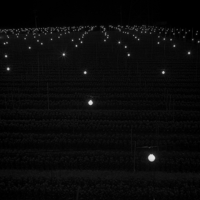 Lightbulbs suspended over a field of chrysanthenums in Uruma City, Okinawa