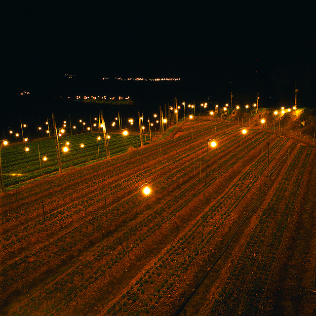 Chrysanthemum fields lit by lightbulbs in Okinawa City in Okinawa, Japan