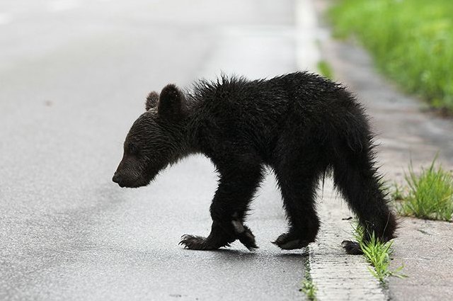 A baby brown bear crossing the road in Japan