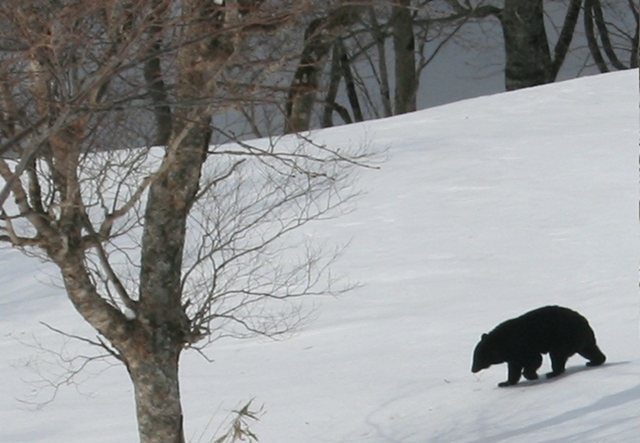 A wild black bear in Japan