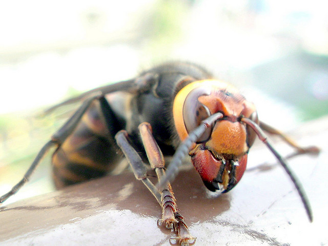 A close-up of a giant hornet in Tokyo