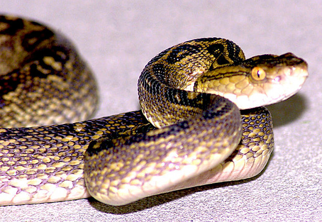 A poisonous habu snake