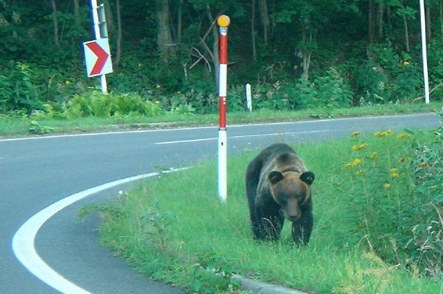 A brown bear by the roadside in Japan