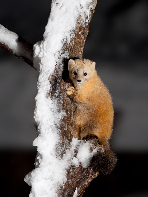 A sable climbing a snowy tree in Japan