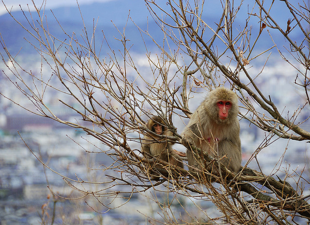An adult and baby monkey in a tree, with the city of Kyoto in the background