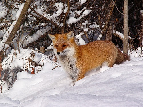 A red fox in snow in Japan