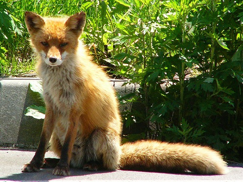 A red fox in Japan