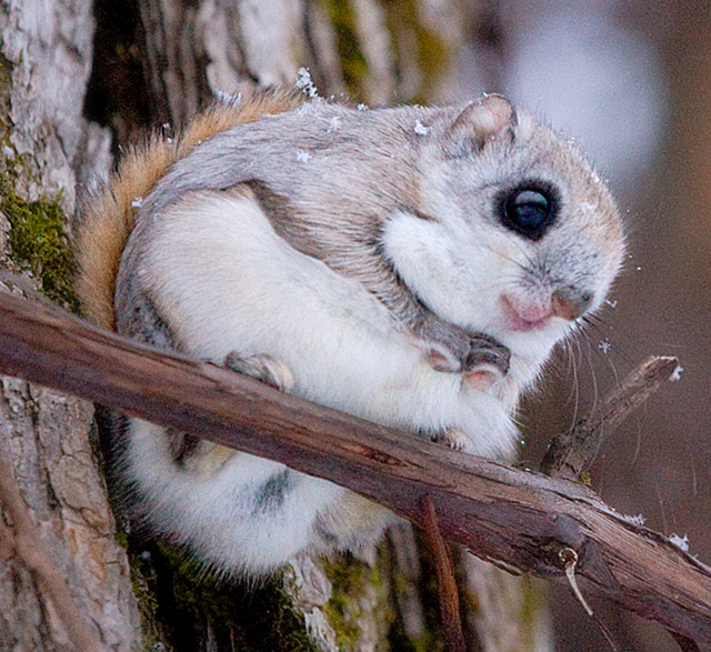 A Siberian flying squirrel in Japan