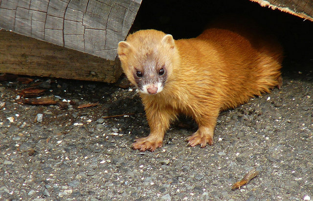 A Japanese weasel emerging from under some wood