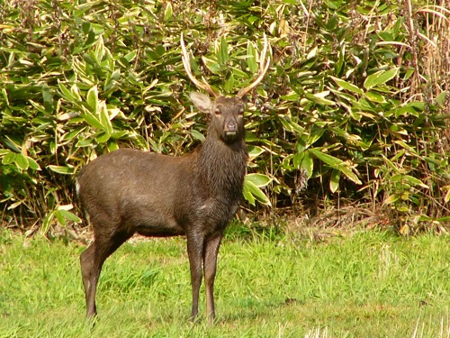 A sika deer with antlers in Japan