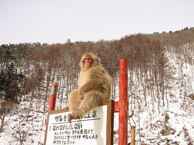 A macaque monkey sitting on a sign in Japan