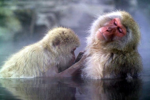 One monkey grooms another in an onsen (hot spring) in Japan