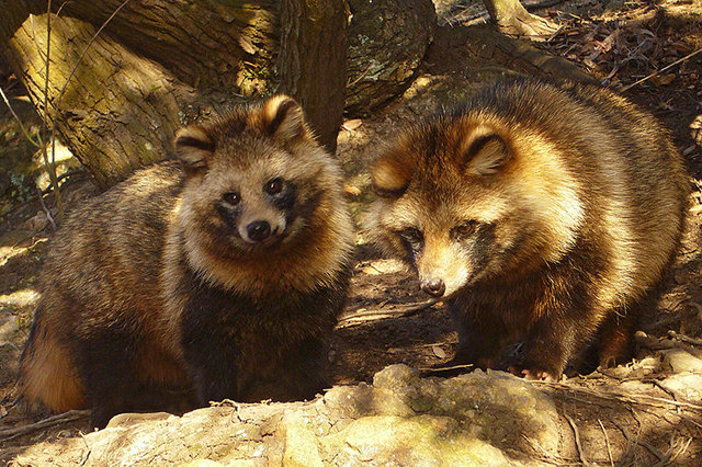 Two tanuki (raccoon dogs) in Japan