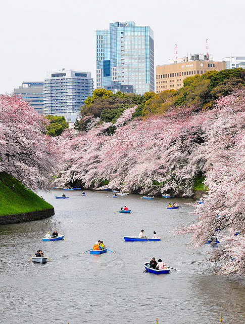 Rowboats on the moat of the Imperial Palace in Tokyo with cherry blossoms