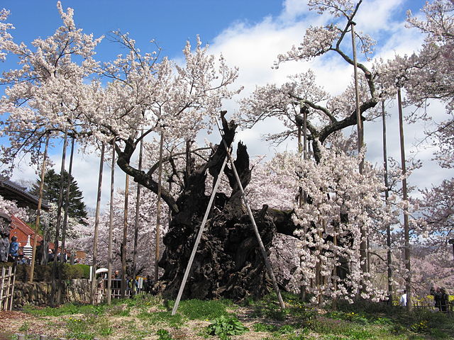 The Yamataka Jindaizakura, Japan’s oldest cherry blossom tree, which is around 2,000 years old