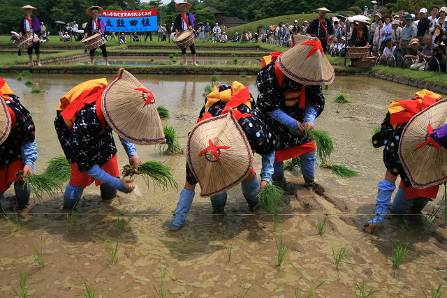 Women planting rice during an otaue festival at Okayama Korakuen