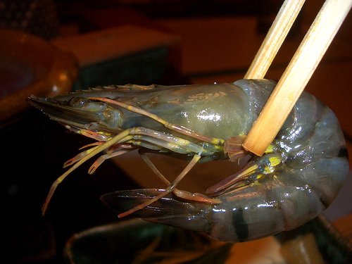 A grey prawn, gripped by chopsticks