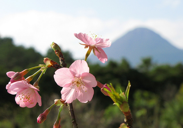 Cherry Blossoms in Flower Park Kagoshima, with Kaimondake volcano in the background